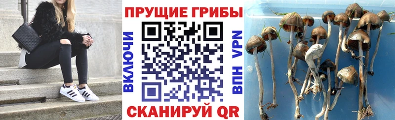 купить даркнет какой сайт Псилоцибиновые грибы GOLDEN TEACHER Мосальск
